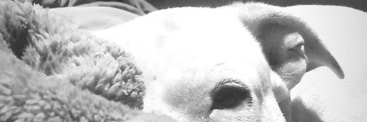 _conmuchoamor's profile banner image