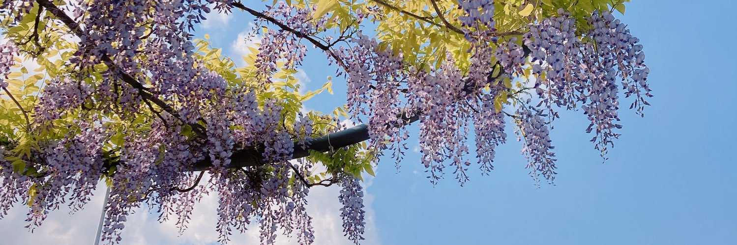 ぱーちゃん banner