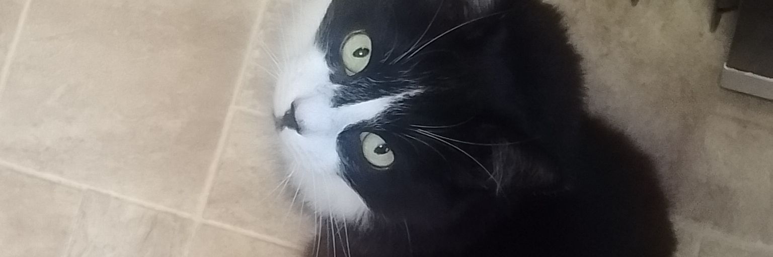 BillEdinburghBanshee banner