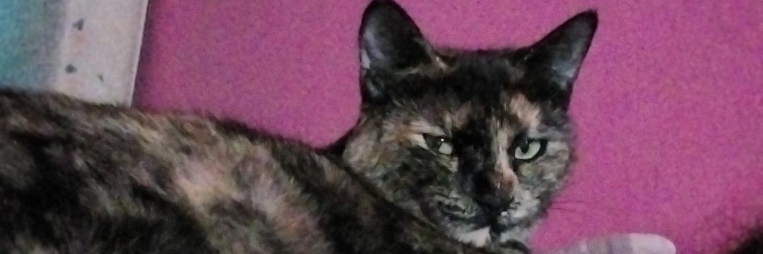 a3almendra's profile banner image