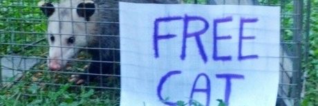 Russian Pixel313 banner