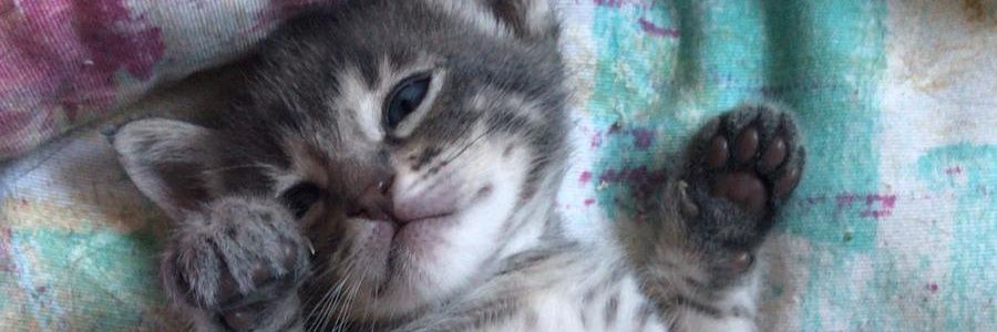 LauriiLopezR's profile banner image
