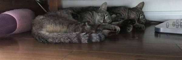 iketeru_cats Profile Banner