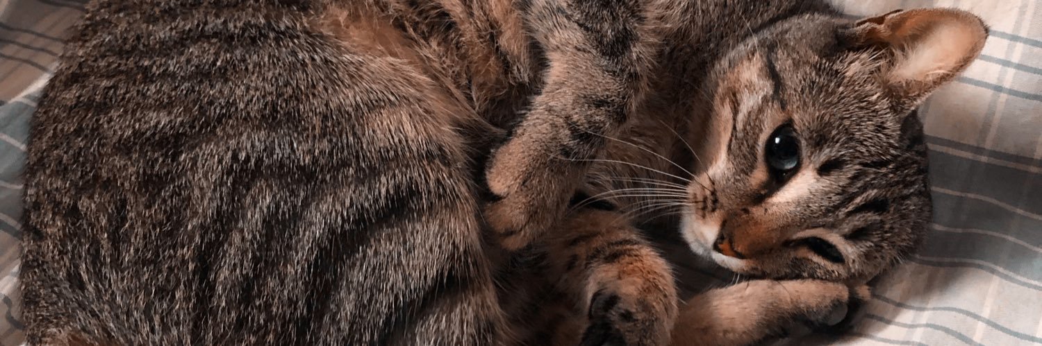 LidiaBusquets's profile banner image