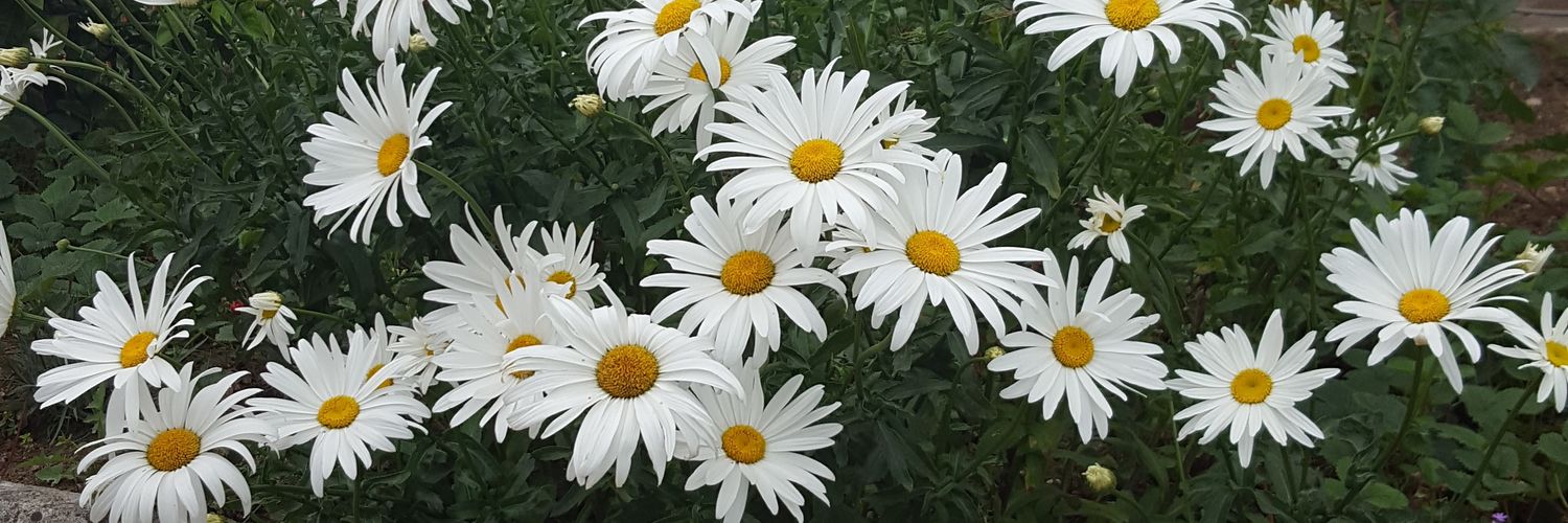 ksaAngel1's profile banner image
