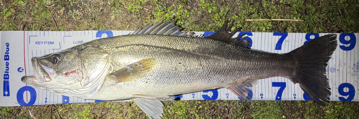 とおりすがりのもの banner