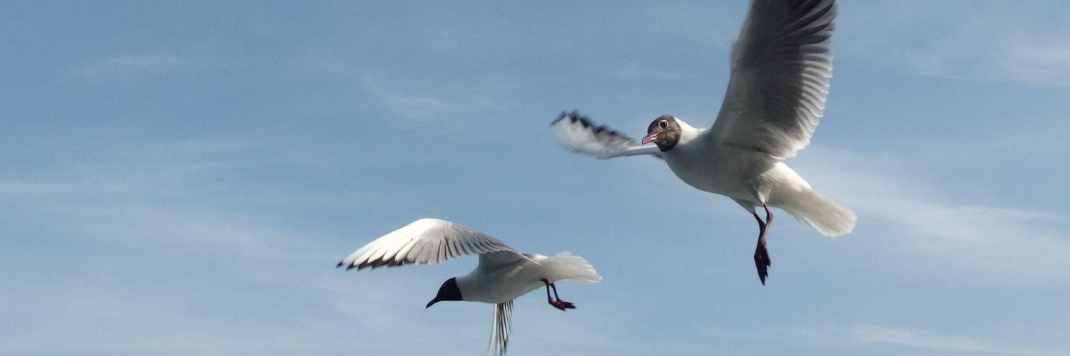 長崎かもめ banner