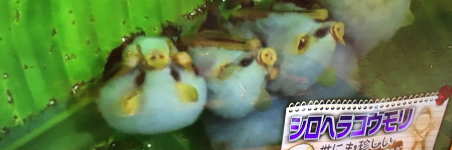 xiah0723's profile banner image