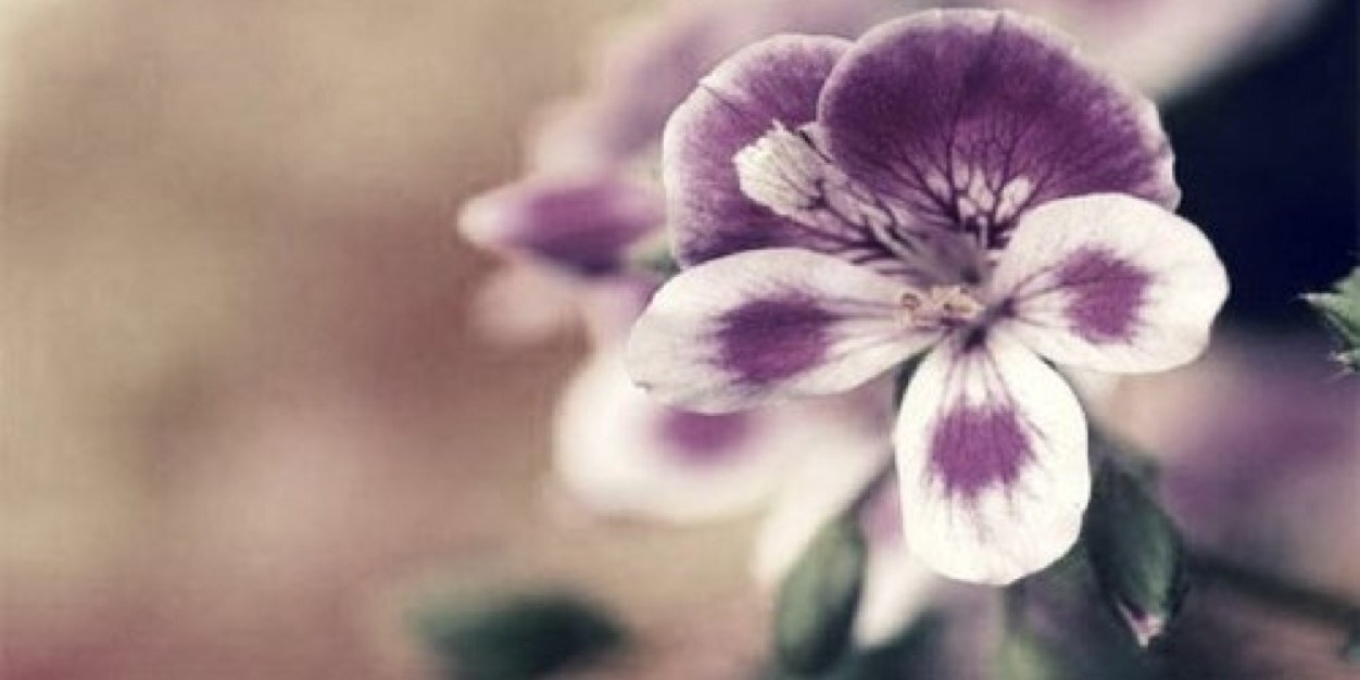 nooooorAlq's profile banner image