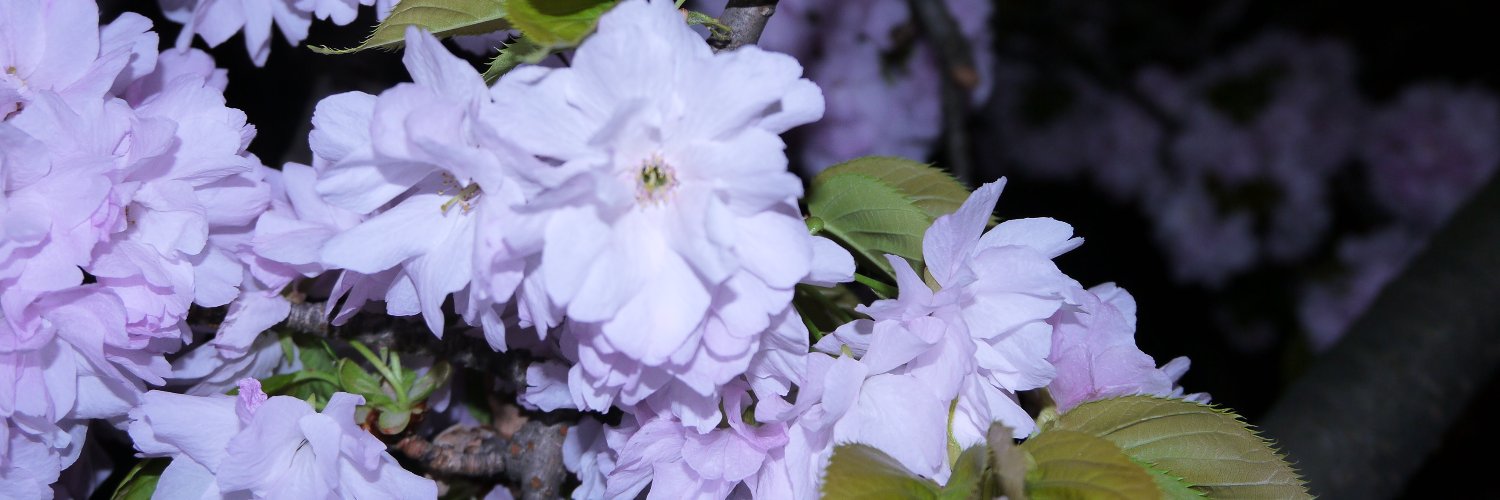 トト🐰@時々税理士 banner