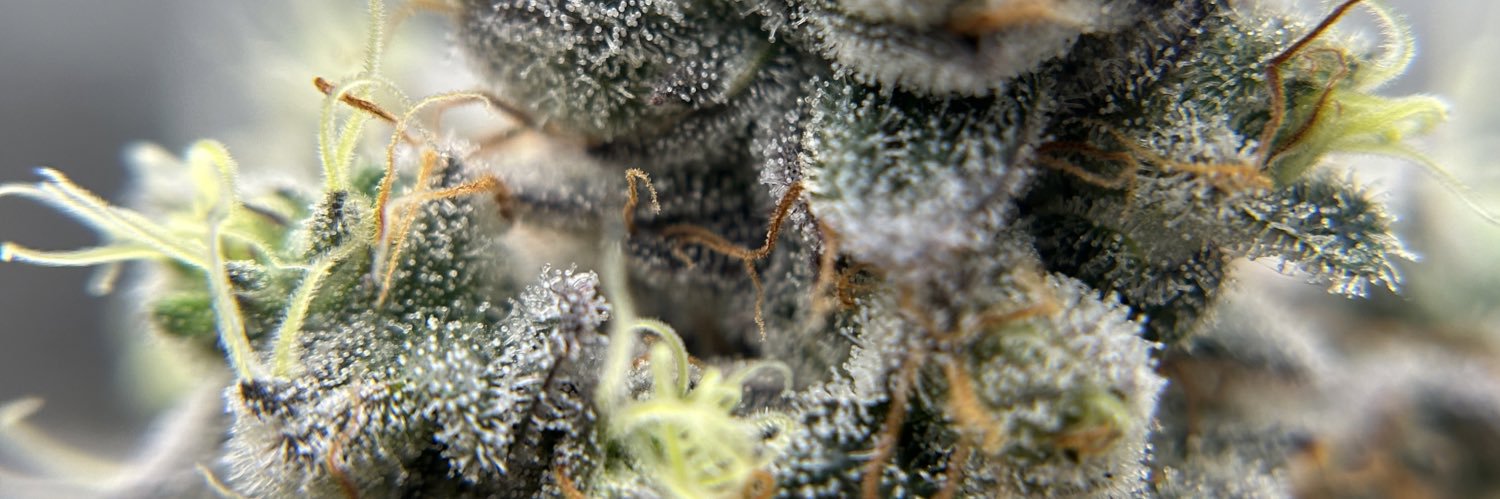 RED RUM ORGANICS banner