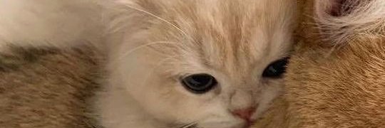 barcang871's profile banner image