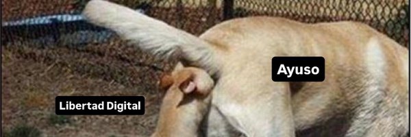 egballes Profile Banner