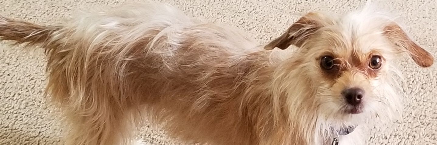 Kristina 🐾 banner