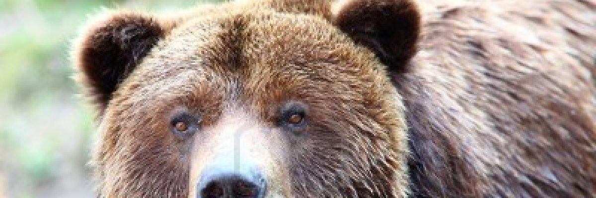 オニオン banner