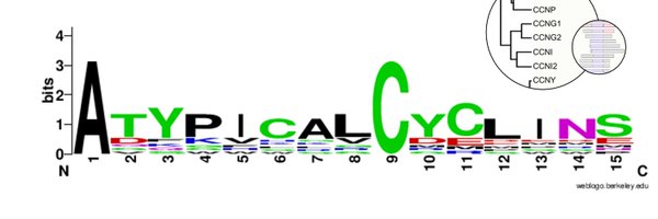 AtypicalCyclins Profile Banner