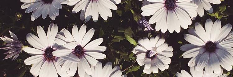 JessieChambers_'s profile banner image