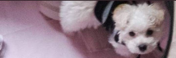 Lunitaperrita18's profile banner image