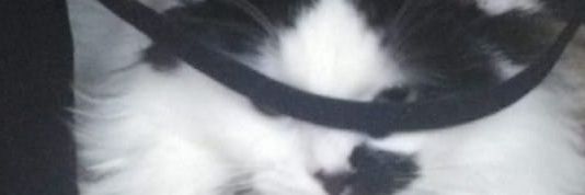 altnngrc's profile banner image
