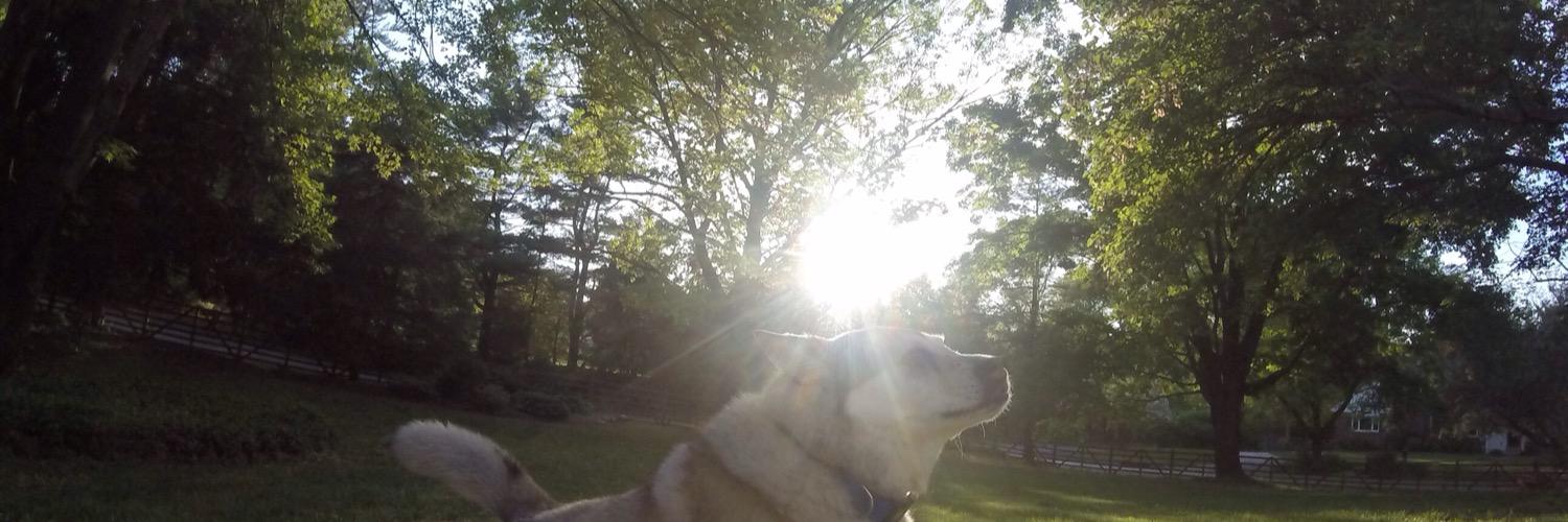 __chewbecca's profile banner image