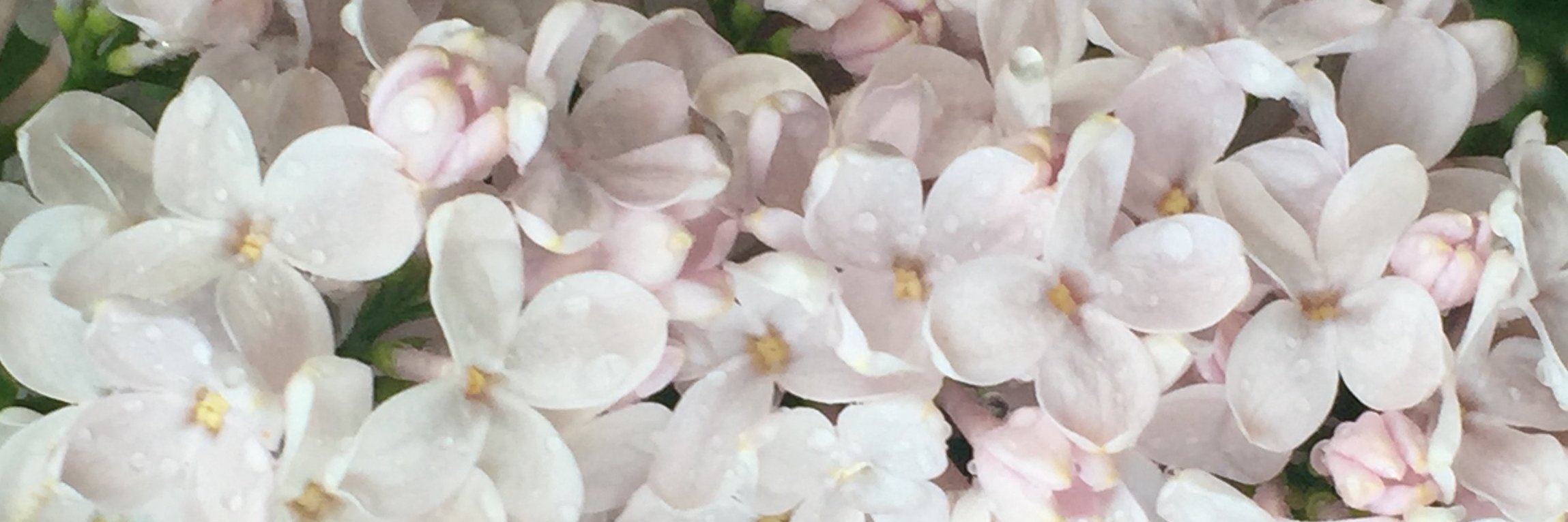 SumsyC's profile banner image