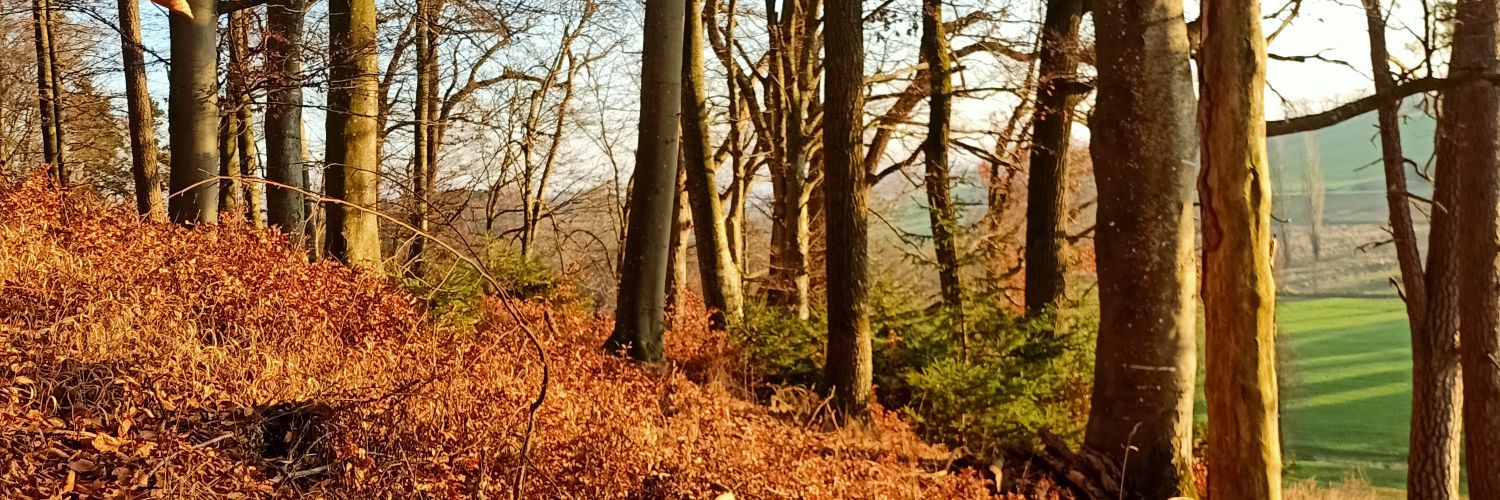 sedlandi's profile banner image