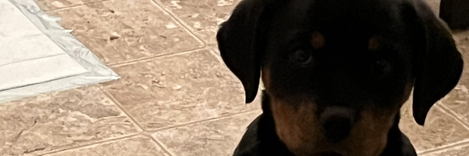 StephRichard8's profile banner image
