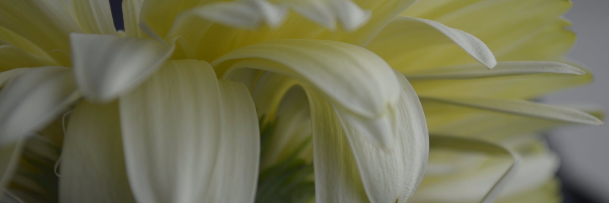 Carolina Maroldt banner