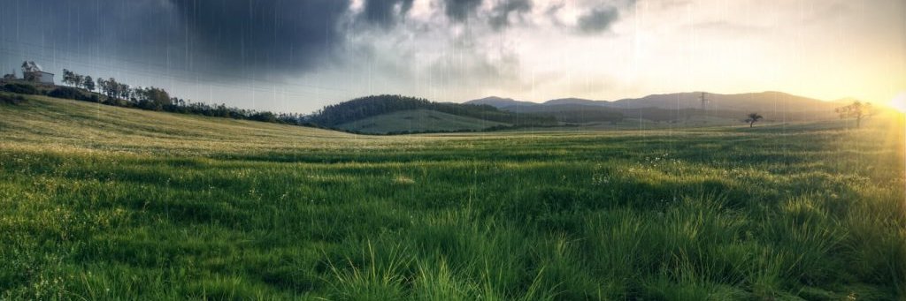 Peggie Renner banner