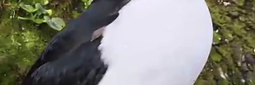 fluffffffy's profile banner image