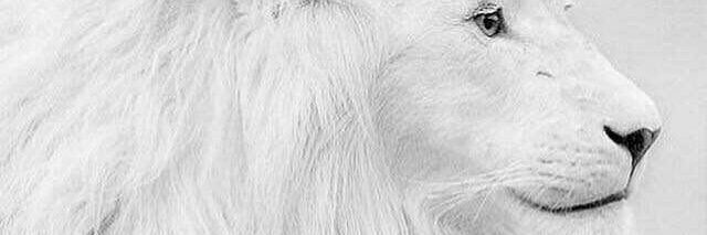 whitekniit's profile banner image