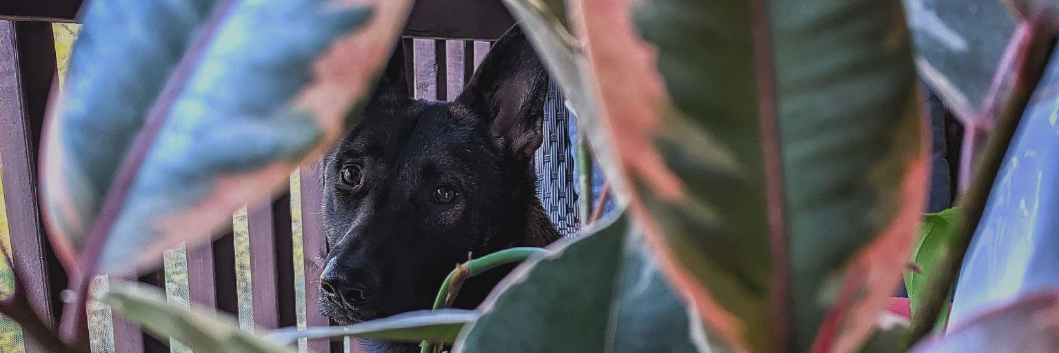 allanchanceweav's profile banner image