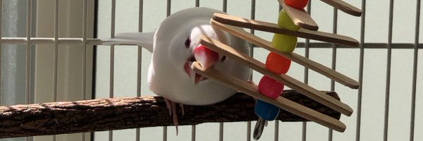 capu_ten Profile Banner