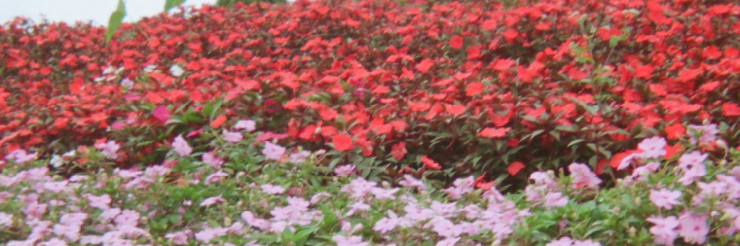 goodpnp18's profile banner image