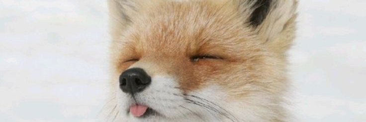foxyrelle's profile banner image