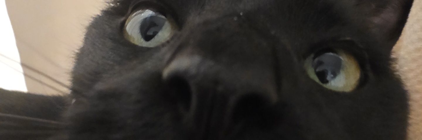 herbvore's profile banner image