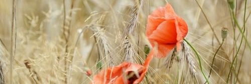 Lesa Agnew banner