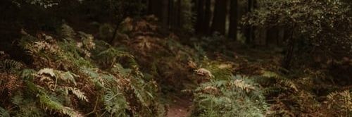 Ariane Childress banner