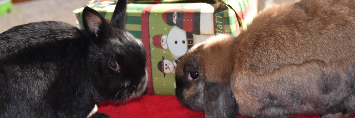 Five Hip Hop Bunnies banner