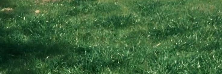 violey banner