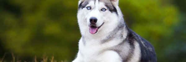 Husky Pupper Crypto Profile Banner