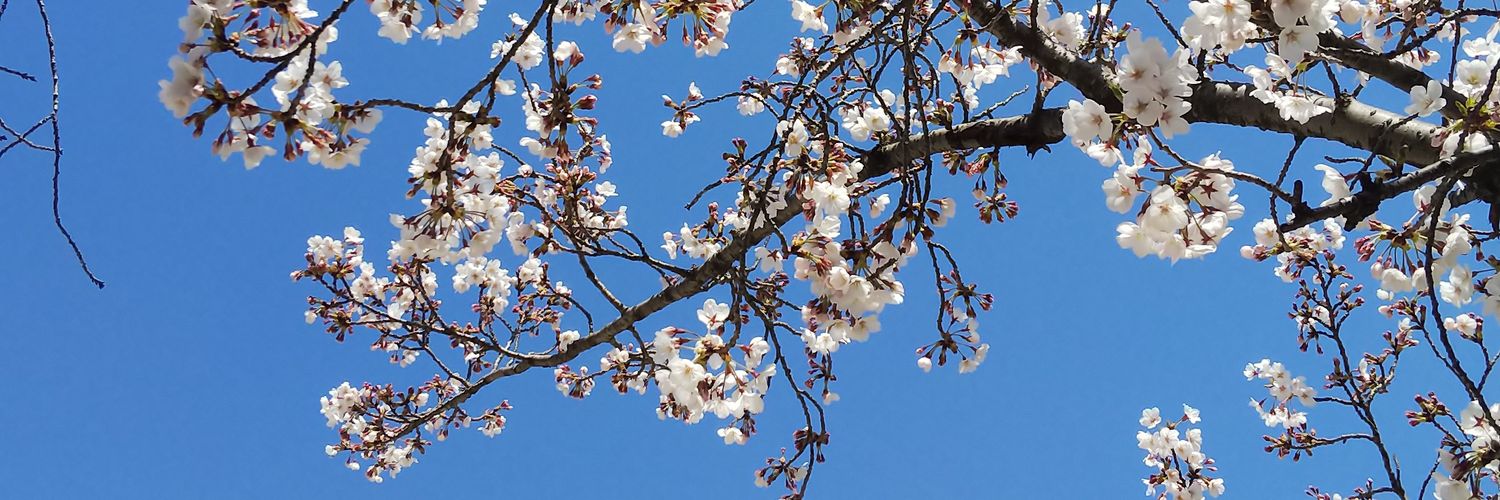 まきこ(ﾚｲﾆｰﾑｽｸ改め)🍏高松大阪熊本参拝 banner