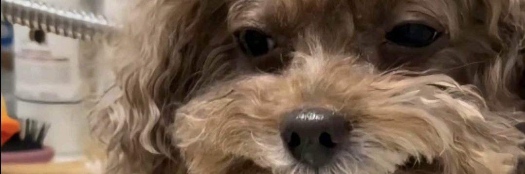 Your average Enjoyer banner