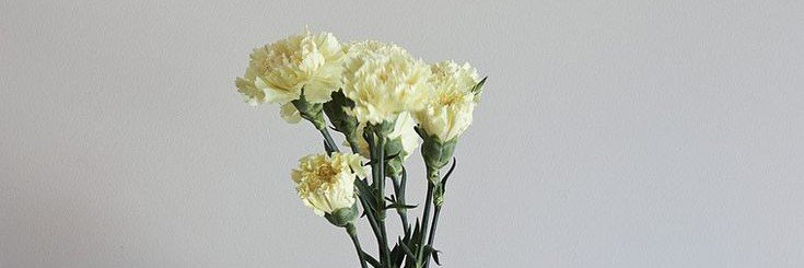 AntHassik's profile banner image