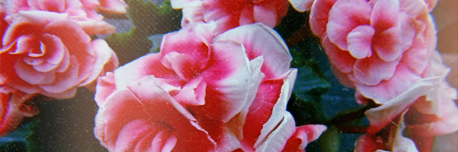 FioPiola's profile banner image