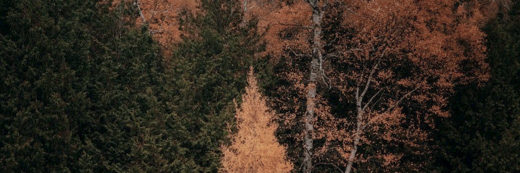 Emily 🍂 banner