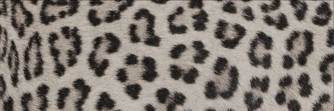 Bella 🦔 banner