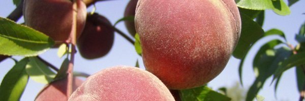 'peachewe's banner