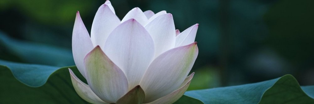 MetaNews8(❖,❖) 「 🌊RIVER 」⌘ banner