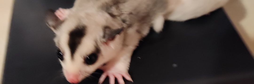 debbbeez's profile banner image